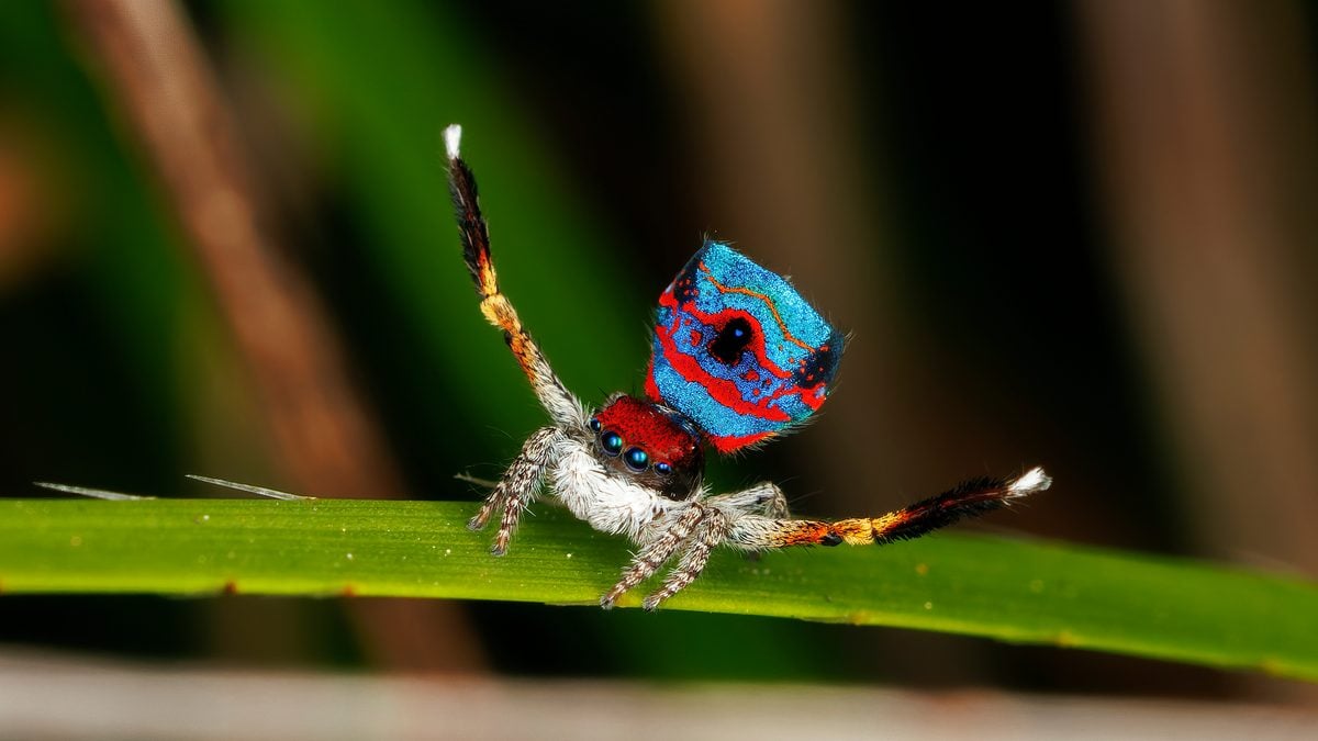 Featured image for Top 5 Most Beautiful Spiders in the World