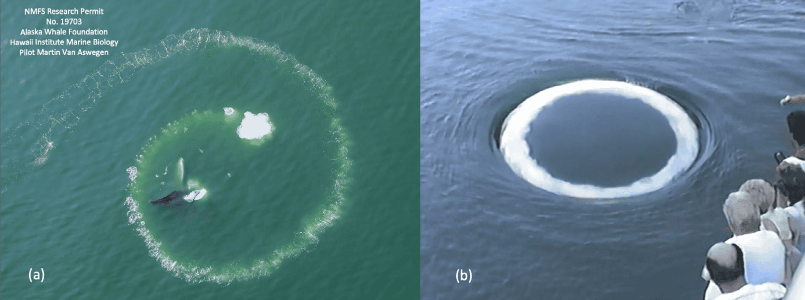Featured image for Scientists Discover Humpback Whales Using Bubble Rings to Communicate with Humans