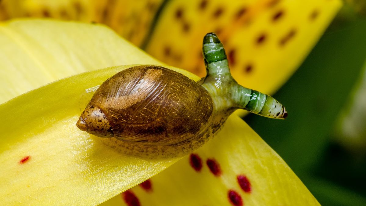 "Disco Zombie Snails: The Mind-Controlled Victims of the Green-Banded Broodsac"