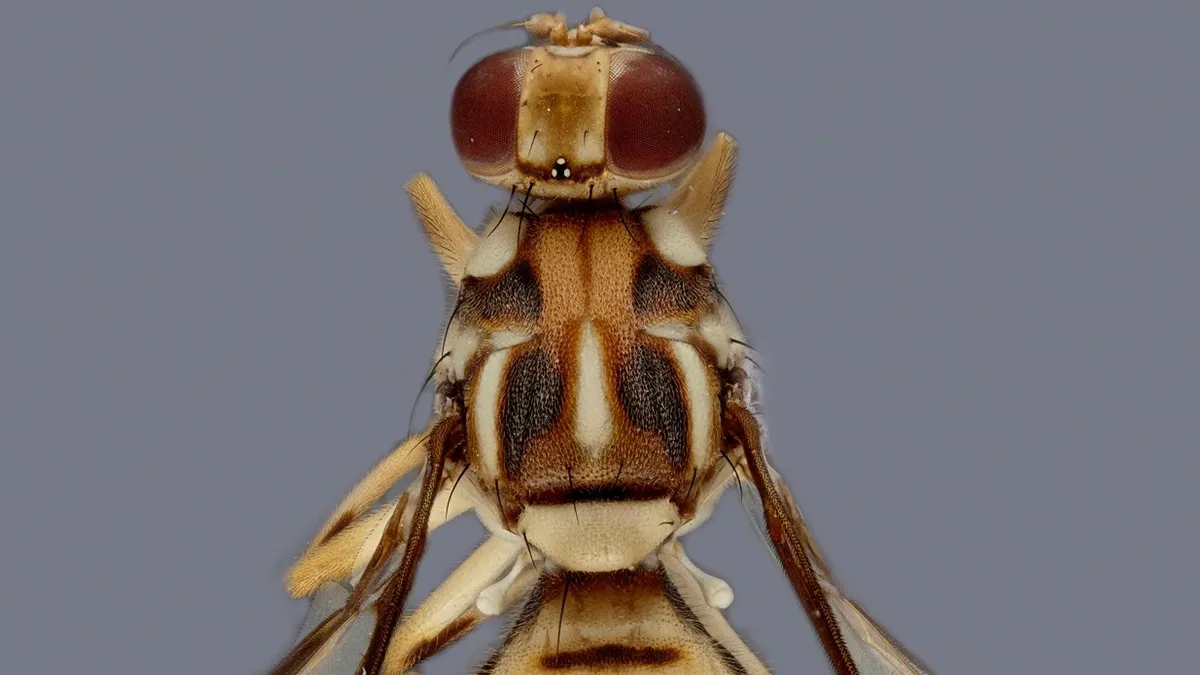 California Implements Produce Quarantine Due to Fruit Fly Invasion