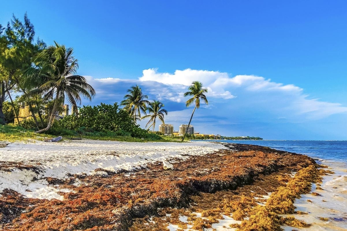 Featured image for Unprecedented Winter Sargassum Surge Threatens Mexican Beach Resorts
