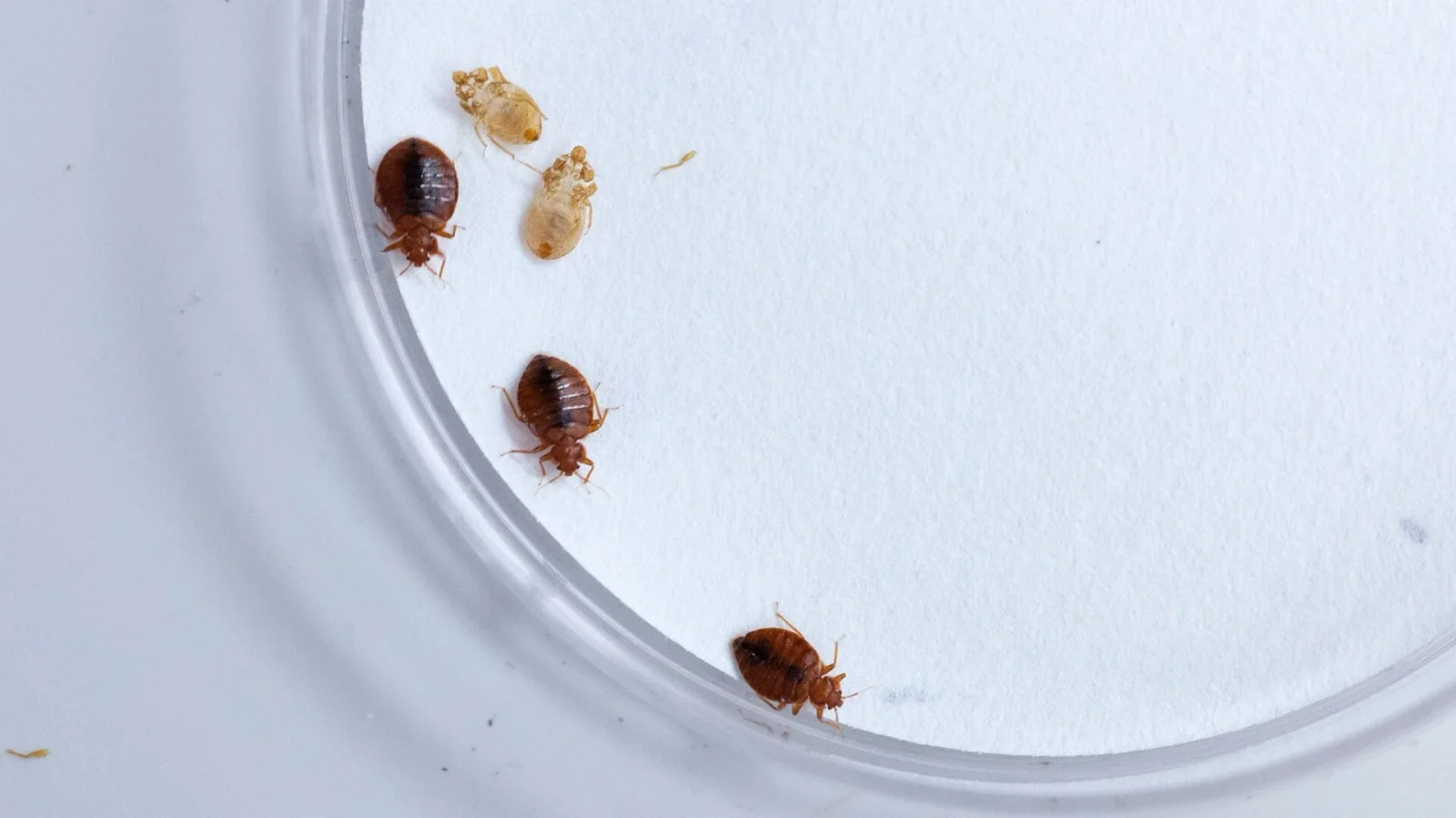 Water as Bed Bug’s Greatest Deterrent: Fresh Insights from Insect Research
