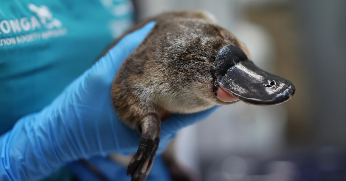 Featured image for Platypus makes historic return to Australian national park after 50 years.