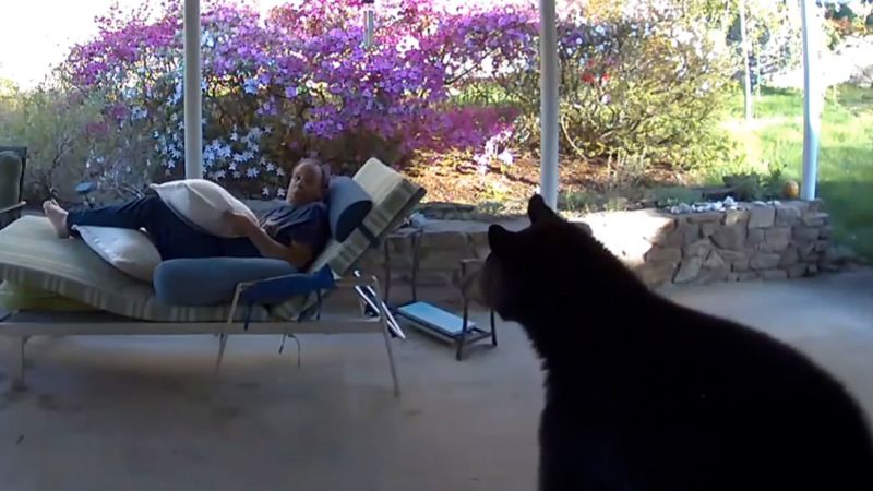 Featured image for Man and Bear Startled in North Carolina Encounter