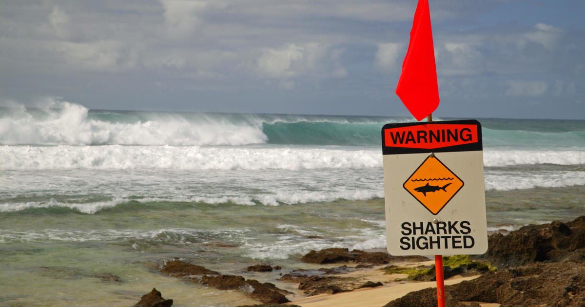 Featured image for "39-Year-Old Surfer Dies Following Shark Encounter in Maui's Paia Bay"