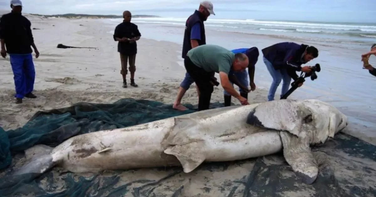 "Unexplained Displacement: Larger Predator Forces Great White Sharks from Hunting Grounds"