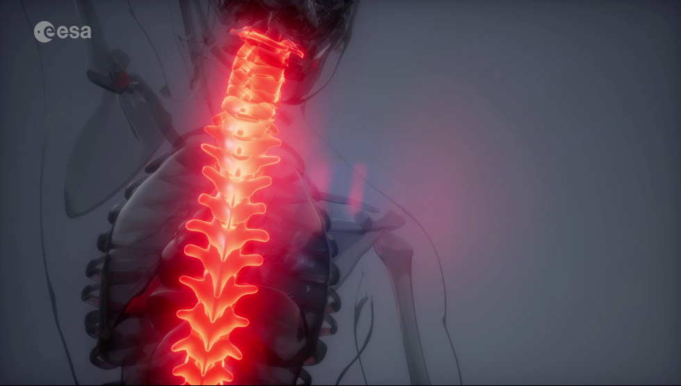 ESA's New Experiment Aims to Combat Muscle Loss in Astronauts on the ISS