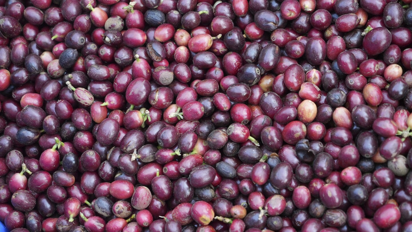 Featured image for "EU Deforestation Regulations Reshape Global Coffee and Furniture Markets"