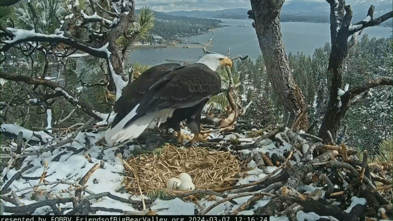 Featured image for "Bald Eagle Drama: Expert Weighs in on Viability of First Big Bear Egg"