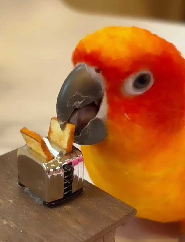 Featured image for "Feathered Chef: Pet Bird Masters Miniature Toast in Tiny Toaster"