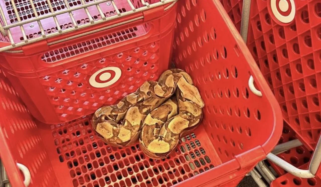 Surprising Discovery: 6-Foot Boa Constrictor Found in Iowa Target Shopping Cart