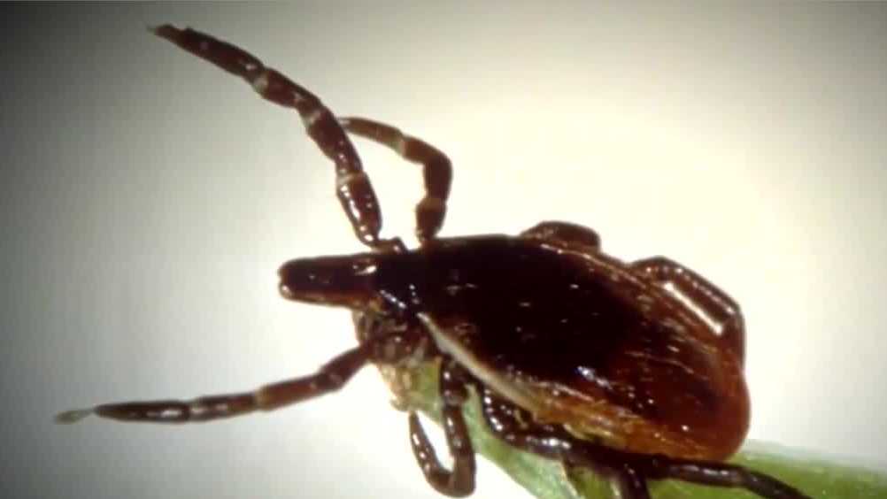 "Early Tick Season Raises Concerns in Northeastern States"