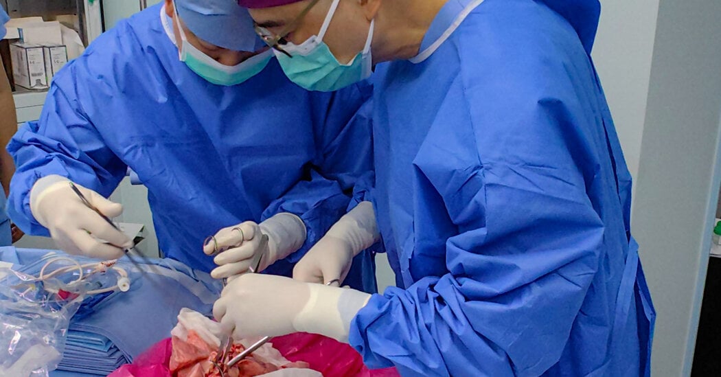 Featured image for First Successful Genetically Modified Pig Lung Transplant into Brain-Dead Human