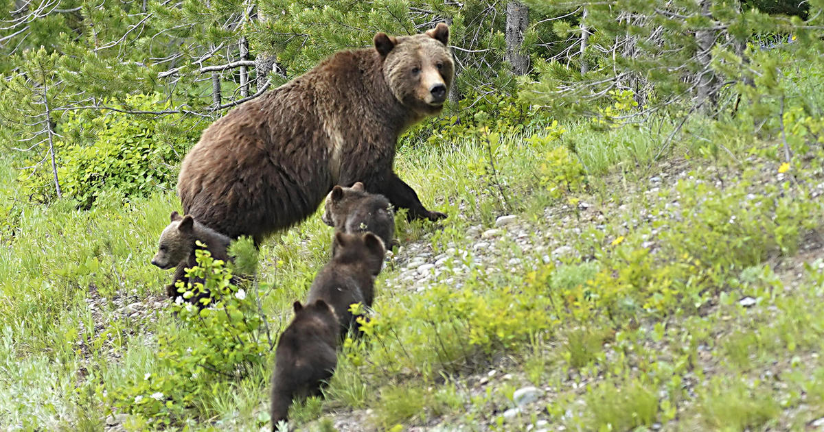 Featured image for Grizzly Attack in Grand Teton Leaves Hiker Injured, Bear Spared
