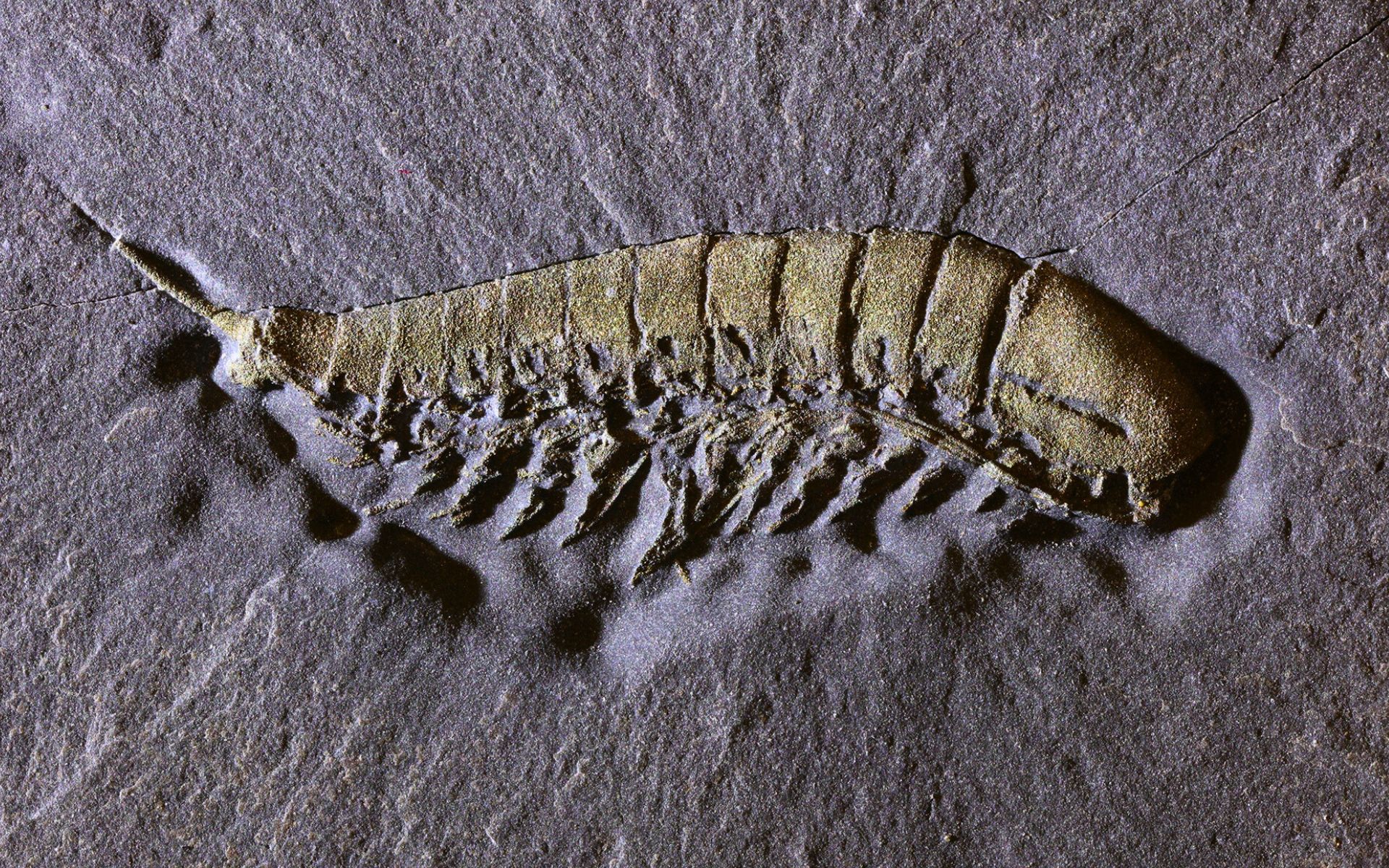 Featured image for 450-Million-Year-Old Arachnid Fossil Found in New York's Fool's Gold