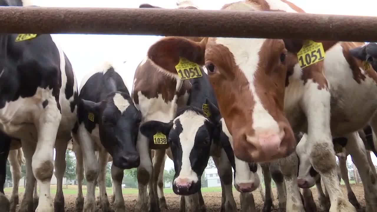 Featured image for "Concerns Rise as Bird Flu Spreads to Dairy Cows in Multiple States"