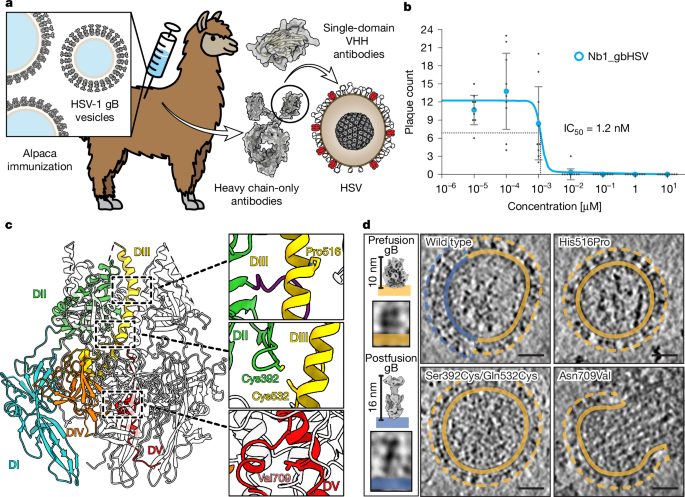 Featured image for Nanobody Targets HSV Glycoprotein B to Neutralize Herpes Viruses