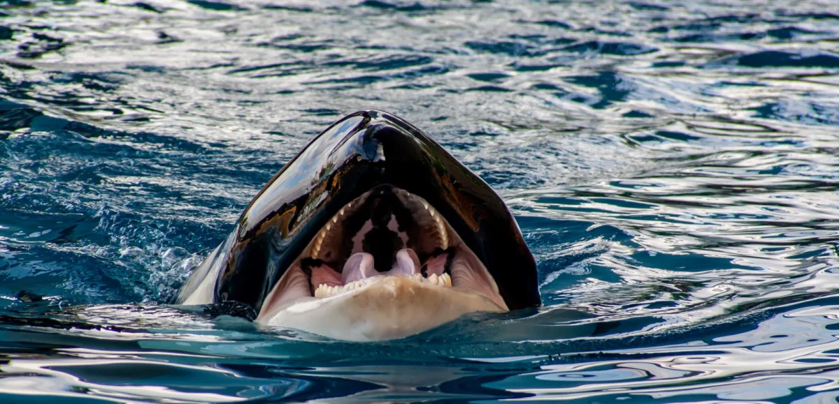 Killer Whales' Diet Reveals Troubling Truths