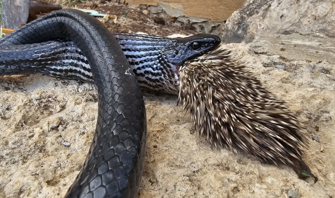 Featured image for "Fatal Feast: Israeli Snake's Demise in Failed Porcupine Predation"