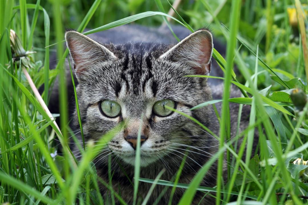 The Hidden Carnivorous Nature of Cats Revealed