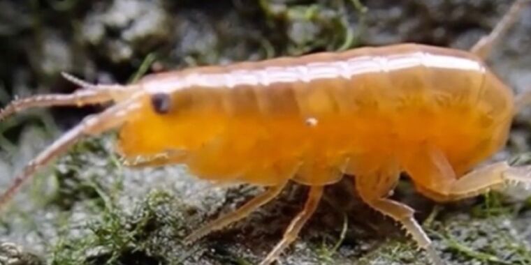 Featured image for "Parasitic Worms Transform Shrimp into Vibrant Orange 'Zombies'"