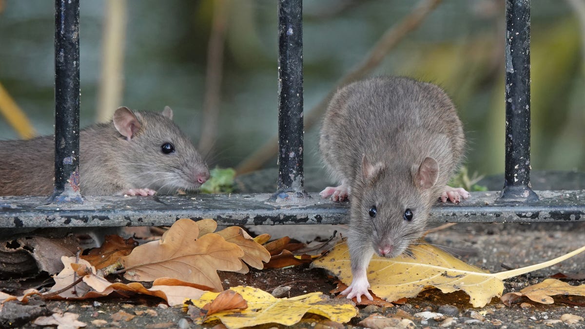 Featured image for "Chicago Holds Rattiest City Title for 9th Year, as LA Overtakes NYC: Orkin Report"