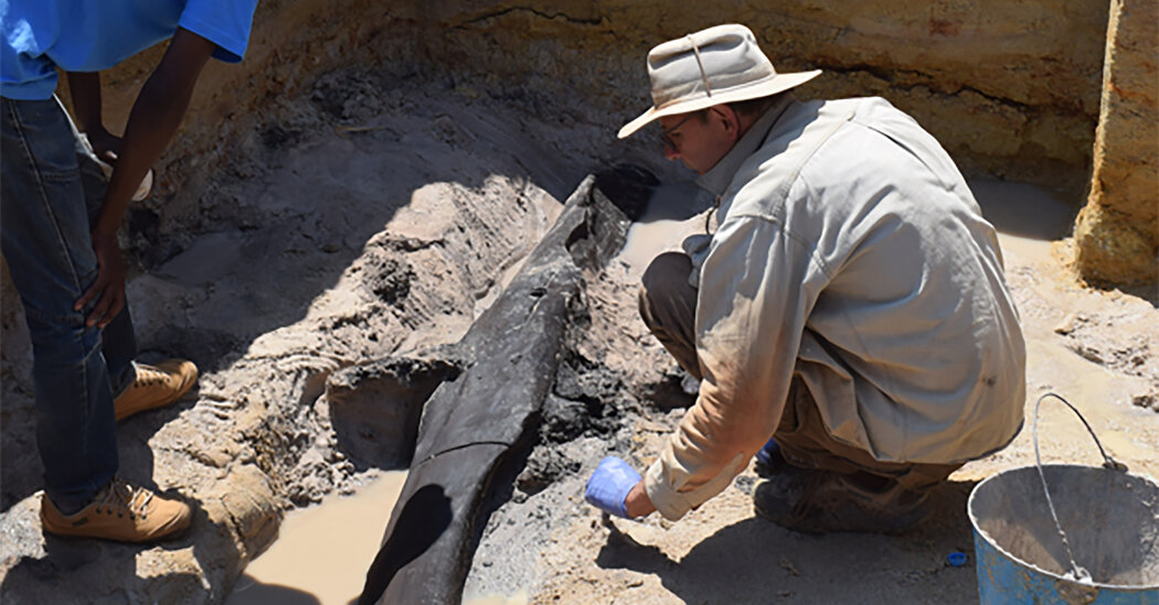 Featured image for "Unearthing Ancient Woodworking: Oldest Wooden Structure Found in Zambia-Tanzania Border"