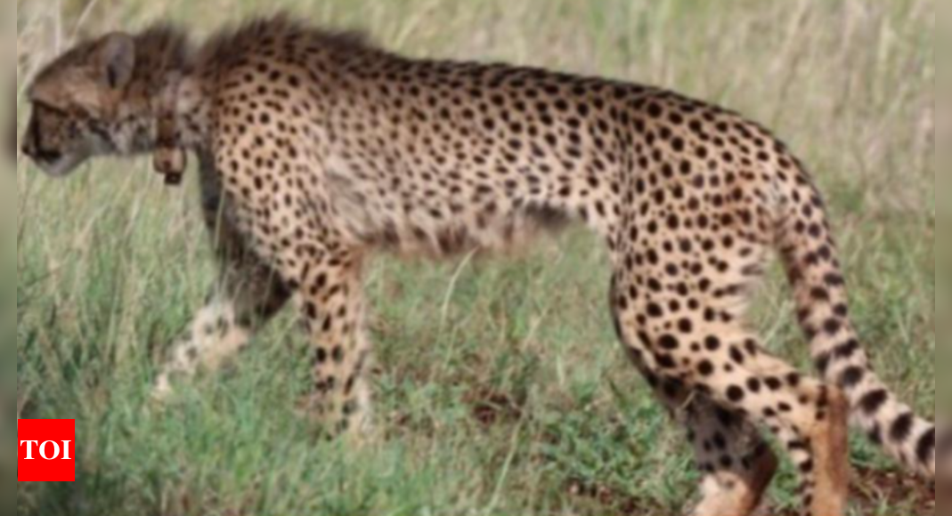 Featured image for Female Cheetah Slain by Male Coalition in Kuno National Park, South Africa