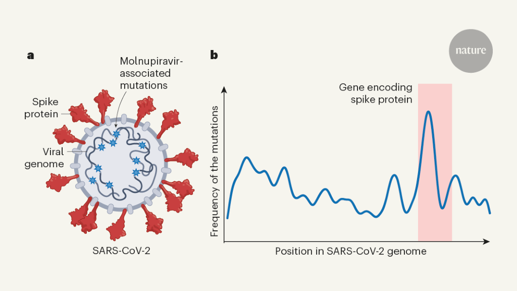 Featured image for "Rapid Evolution: Anti-COVID Drug Spurs Viral Mutation"