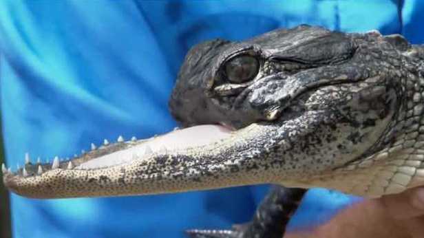 Featured image for Sanford alligator with missing upper jaw finds sanctuary at Gatorland