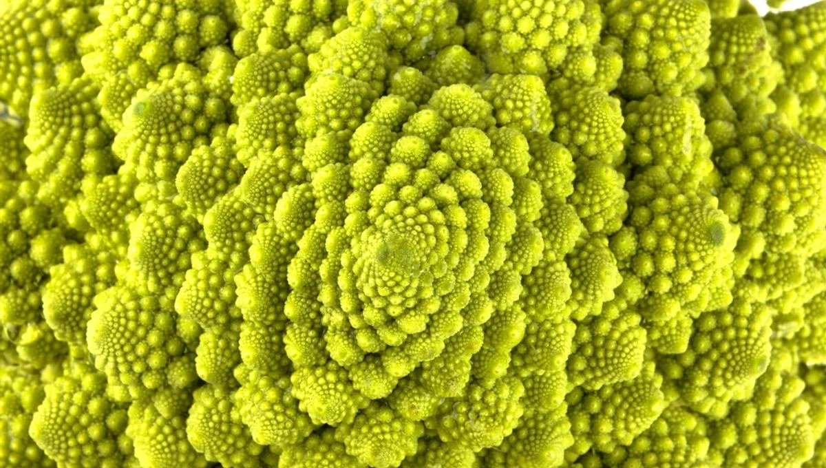 Ancient Fossilized Plant Challenges Fibonacci Pattern