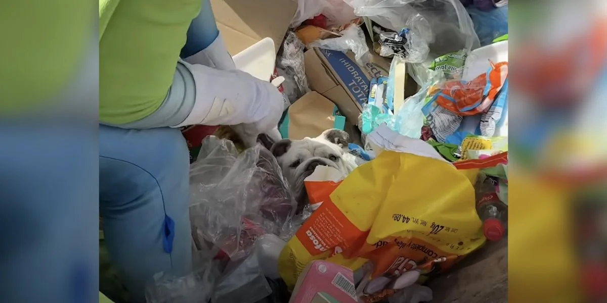 Featured image for Rescuer Encounters Surprising Furry Face in Trash