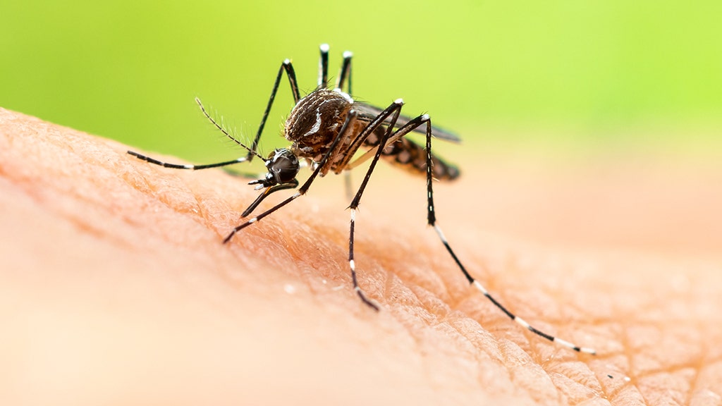 Jamaica's Health Ministry Launches Dengue Fever Prevention Campaign