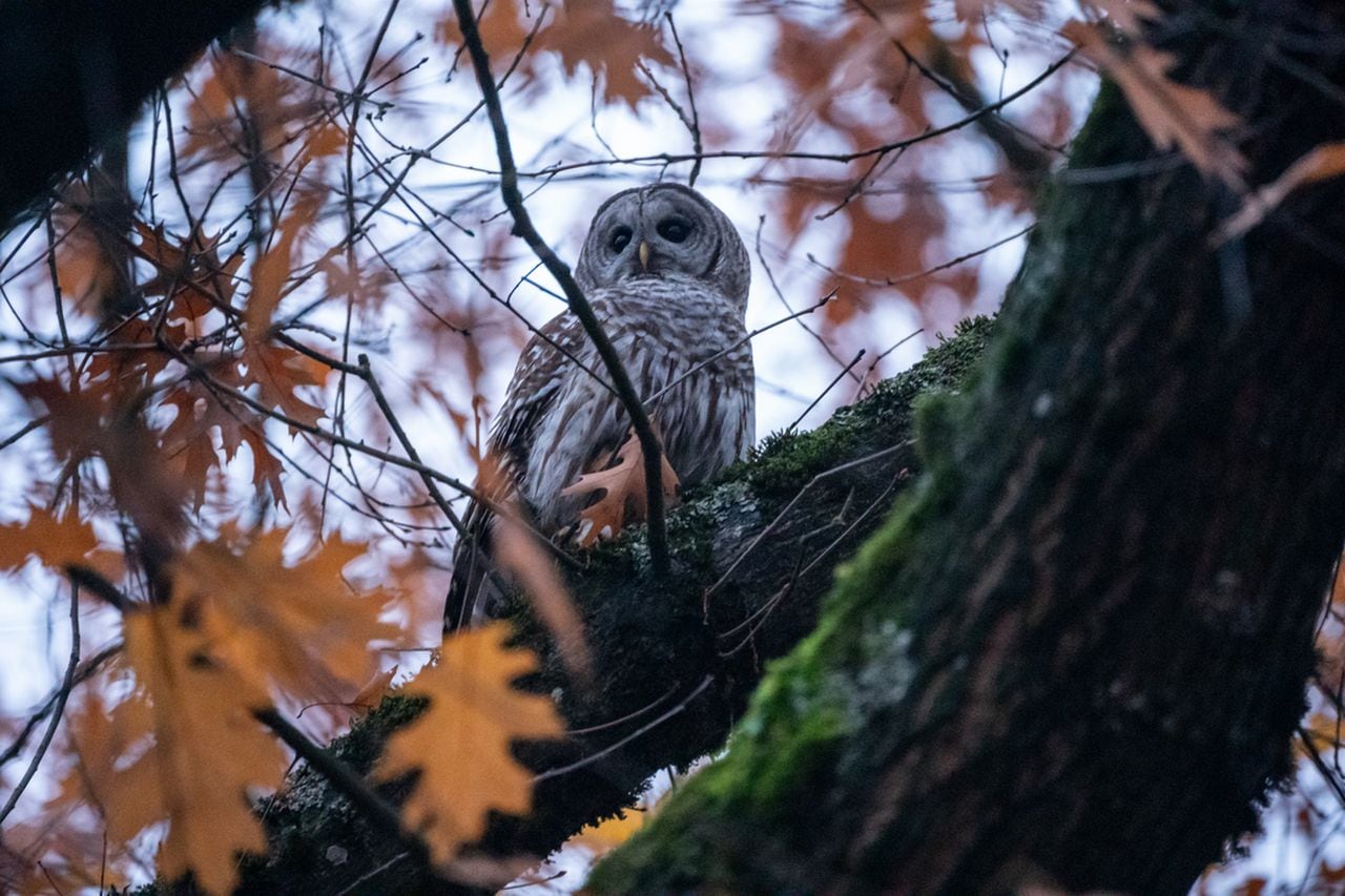 Rain Returns to Portland After Dry Spell