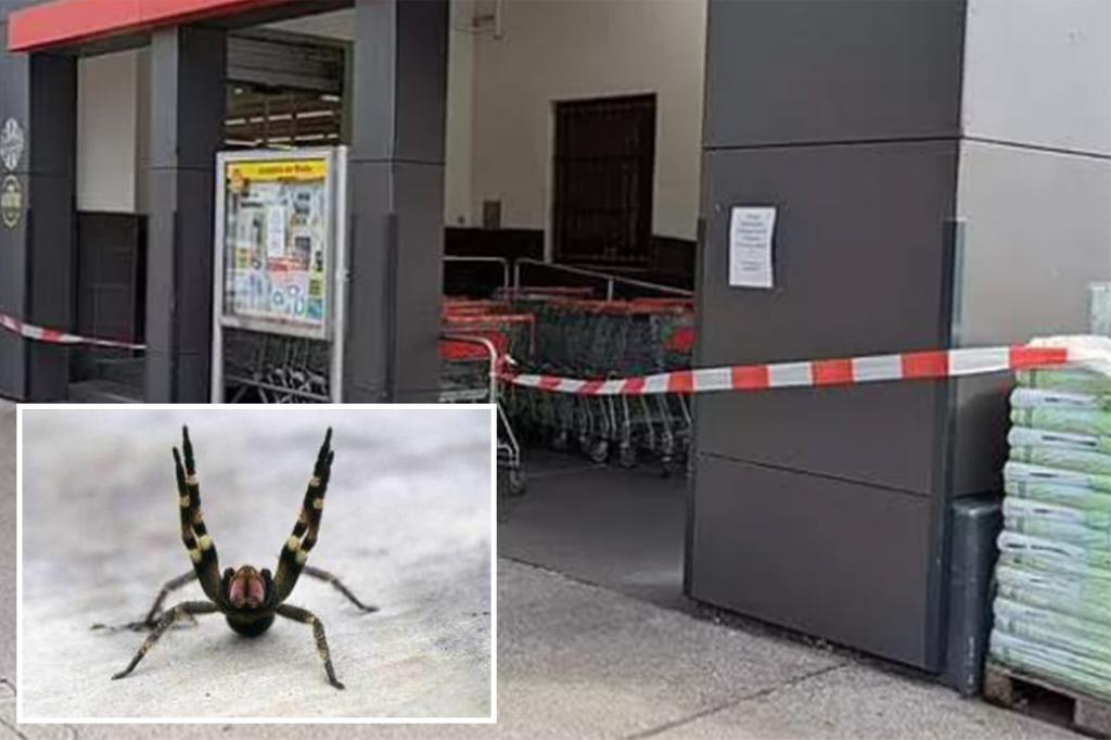"Supermarket Closes After Discovery of Erection-Inducing Spider"