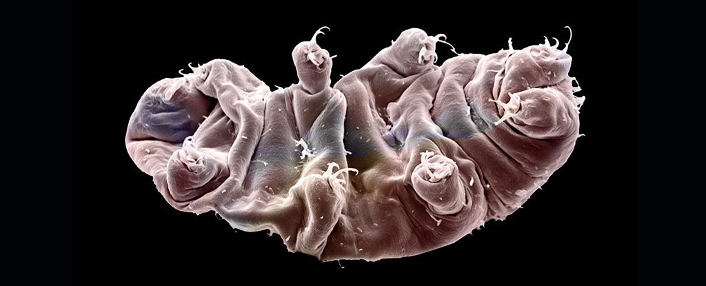 Featured image for "Tardigrades: Potential Moon Contamination After Space Accident"