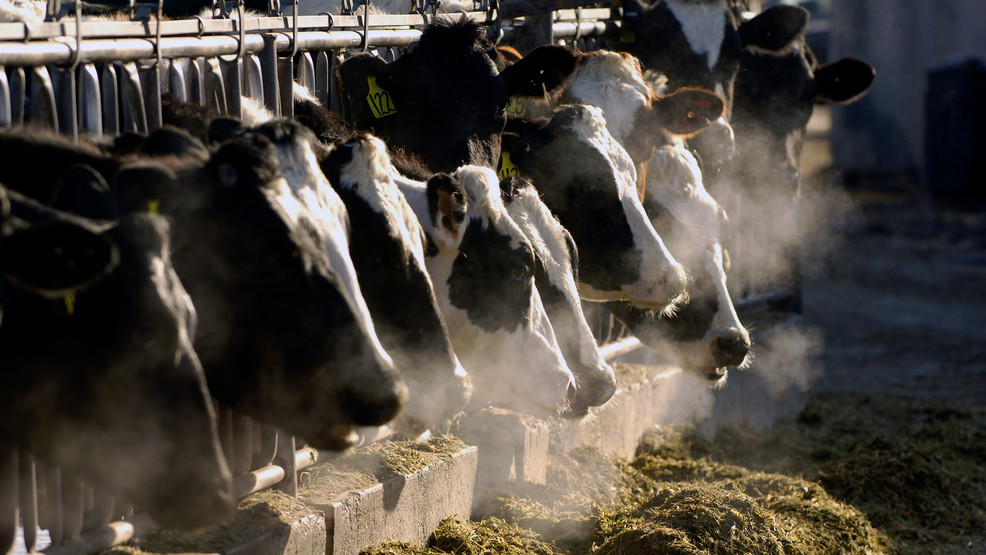 "HPAI Outbreak: Cows in Multiple States Affected by Mysterious Illness"
