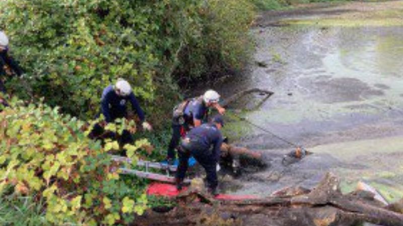 Featured image for Escaped Oregon State Hospital Patient Poses Extreme Danger While Trapped in Mud