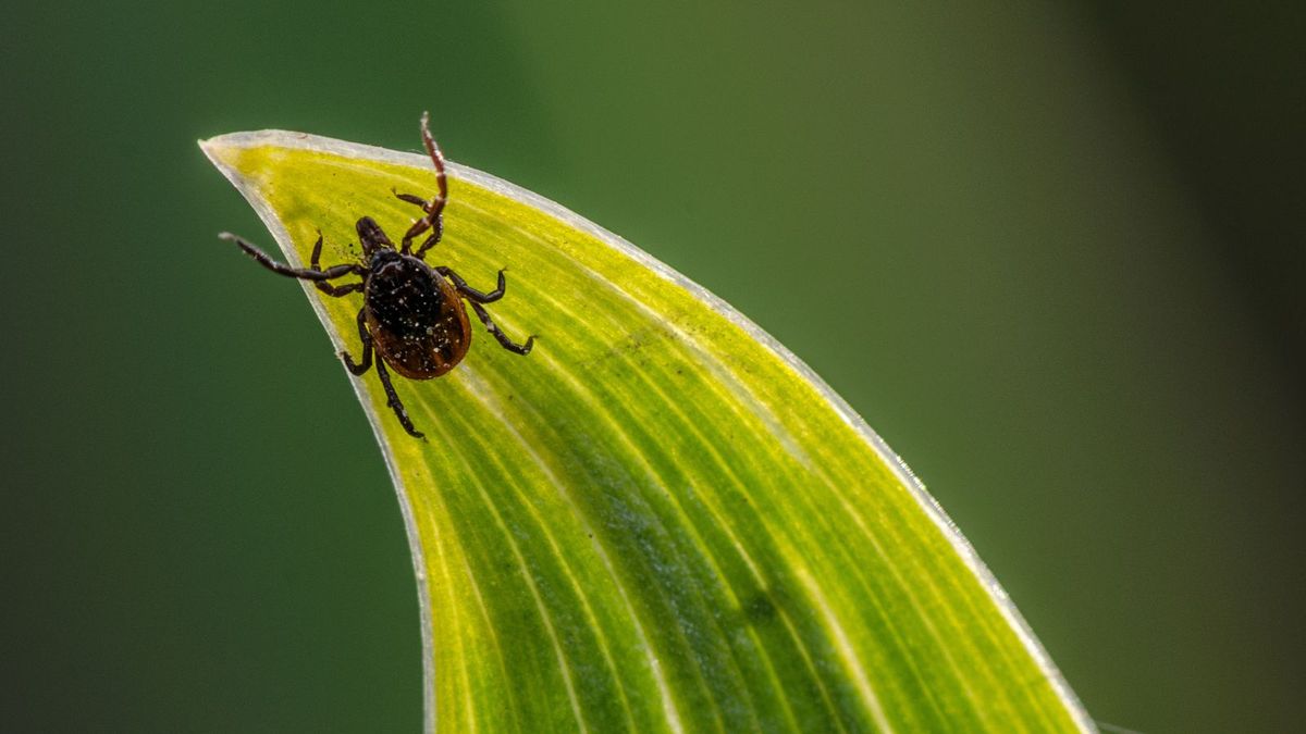 Featured image for "5 Effective Methods for Tick Removal from Your Yard"