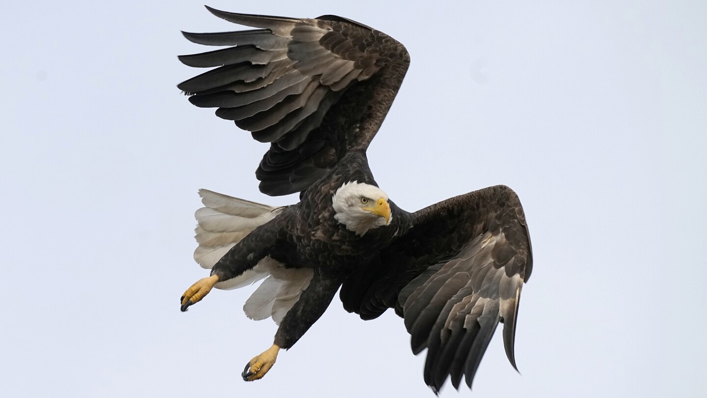 Featured image for Men indicted for illegal killing and trafficking of bald and golden eagles