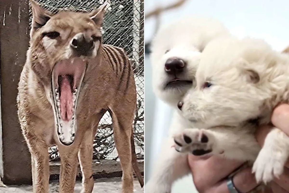 Featured image for The Science and Debate Behind De-Extinction of Extinct Animals