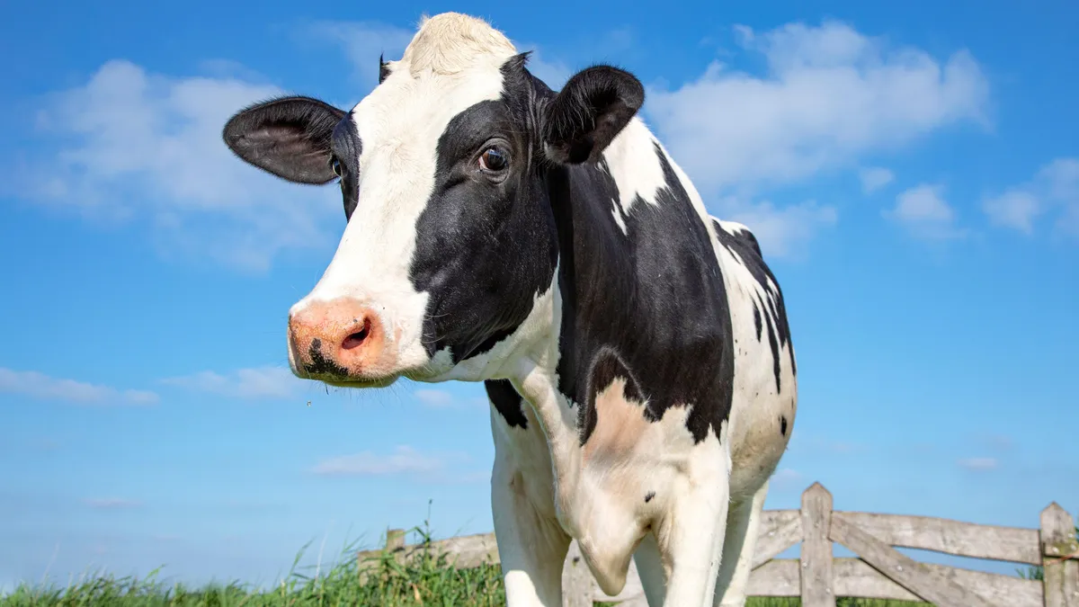 Avian Influenza Detected in Dairy Cows and Seals in Multiple States