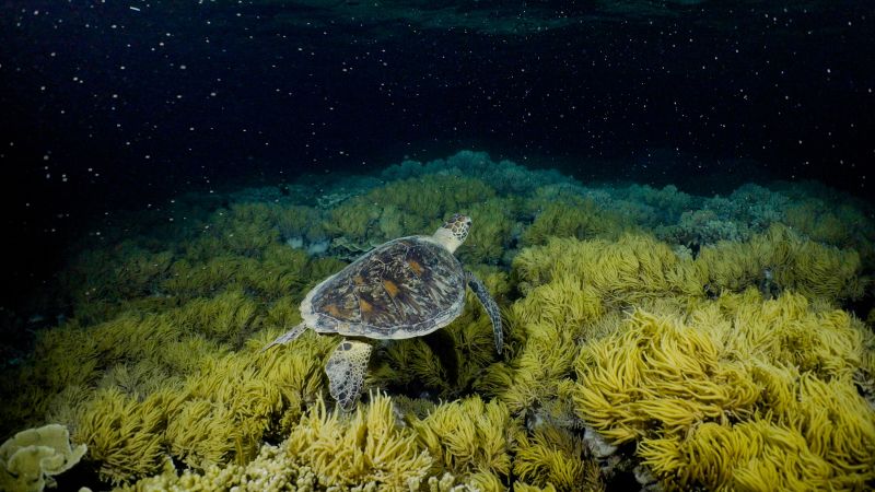 Featured image for Great Barrier Reef's Coral Spawning Season Inspires Hope