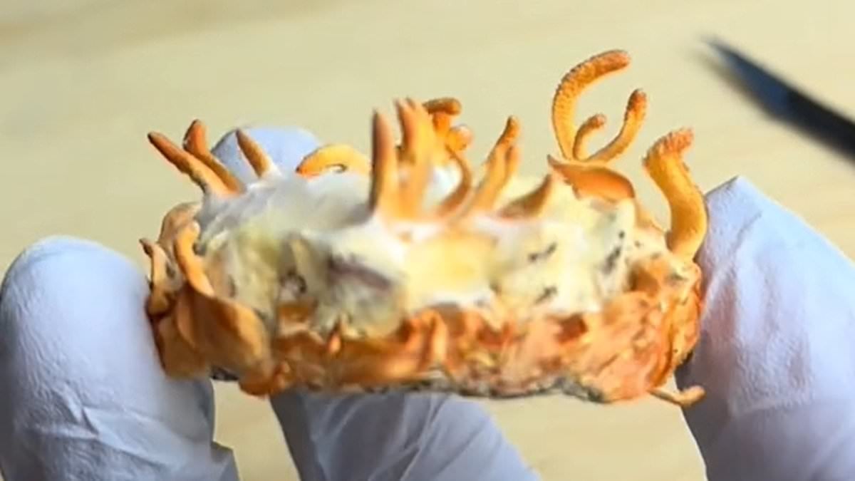 Featured image for "Extreme Mushroom Enthusiast Consumes Self-Cultivated Zombie Fungus"