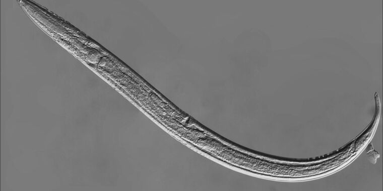 Featured image for Unveiling the Transformation: From Fungal Scavenger to Ruthless Killer