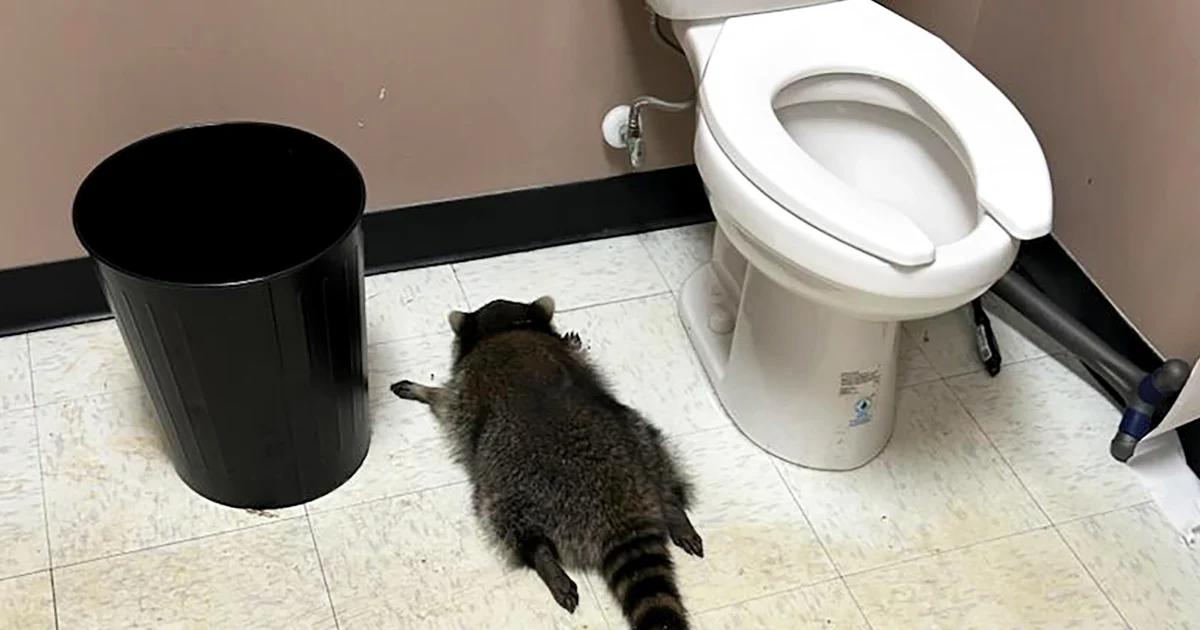 Featured image for Drunken raccoon passes out in Virginia liquor store bathroom after rampage