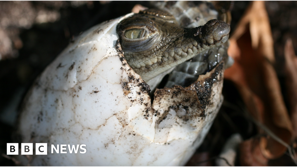 Female Crocodile Successfully Reproduces Through Virgin Birth