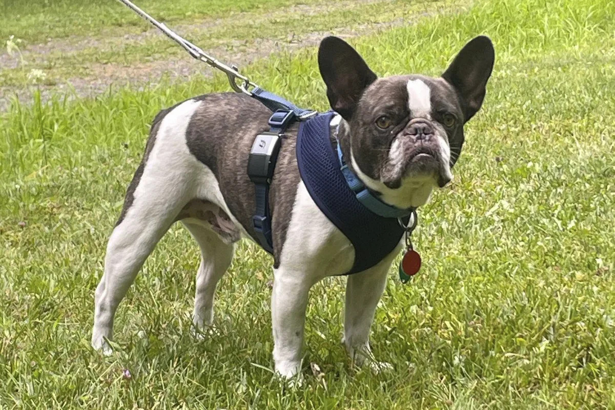 Woman Faces Charges for Abandoning Dog at Airport Before Vacation