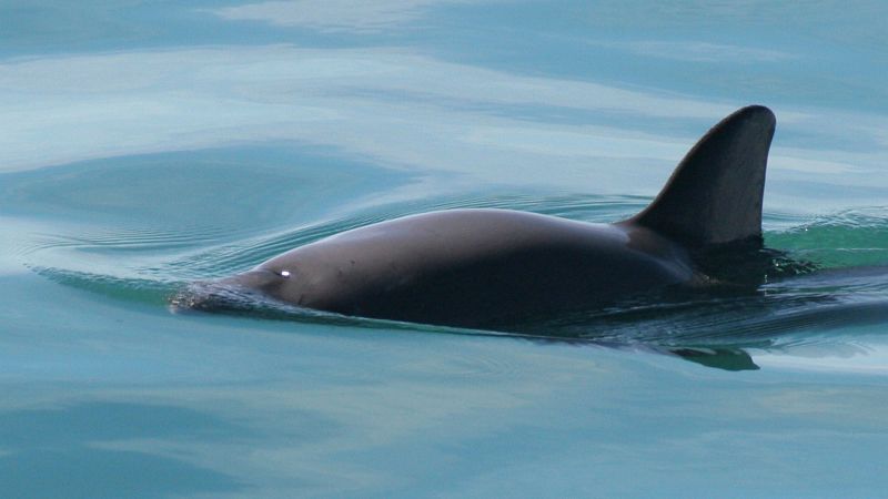 Featured image for "International Whaling Commission Raises Extinction Alert for Critically Endangered Vaquita Porpoise"