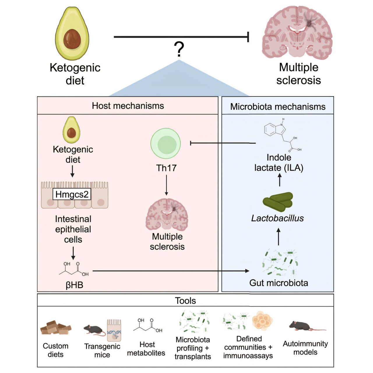 Featured image for Keto Diet Shows Promise in Treating Autoimmune Disorders and MS